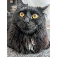 見上げる猫