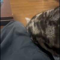 人に甘えている猫