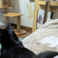 背中を向けた黒猫