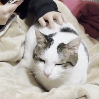 娘さんの膝に乗る豆大福さん