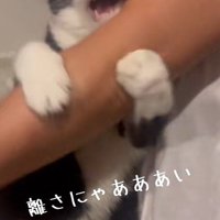 飼い主の腕に巻きつく猫
