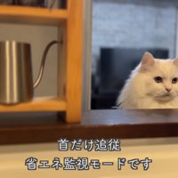 省エネモードのシロちゃん