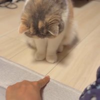 指、右向く猫