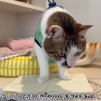 ノートの上に立っている猫
