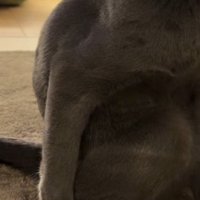 体の右側に添えられた前足