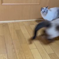 中に飛び込む猫