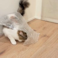 シートの下に潜ろうとする猫
