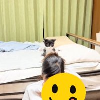 ベッドの上で飼い主さんの髪にじゃれつく子猫とスマホを見る飼い主