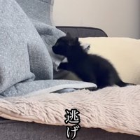 飼い主さんから逃げる子猫