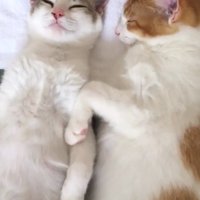 ぐっすりと眠る2頭の猫