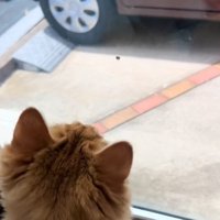 虫を見つめる猫