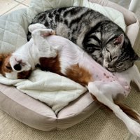 ペット用ベッドの中で一緒に眠る猫と犬