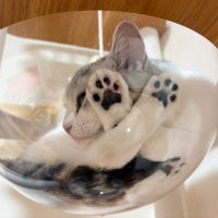 マンチカンが透明ボウルに乗り、前足と後ろ足をクロスして顔で手足を押し付けている様子