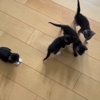 部屋を歩く子猫たち