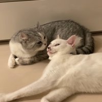 アメリカンカールの猫と寝そべっている猫