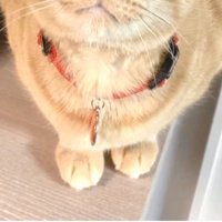 猫の足元