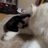 子猫に足を噛まれる犬