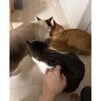 室内にいる猫