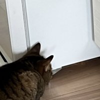 猫の頭の部分と視線の先の様子