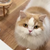 見上げるレモンくん