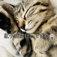 毛布の上で寝る子猫
