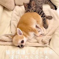 目を開ける子猫