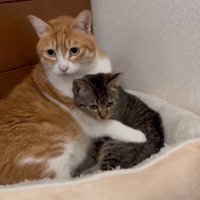 子猫を抱きしめる猫