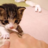 前足をかける姿