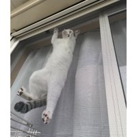 網戸に貼りつく猫