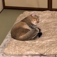 ふとんの上で寝る猫2（少しズーム）