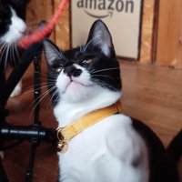 成長した猫