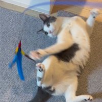 仰向けになって猫じゃらしにじゃれる猫