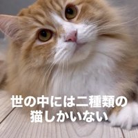 床で伏せをしながら首を傾げている猫