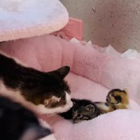 子猫の匂いを嗅ぐ保護猫