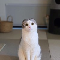 優雅に座る猫