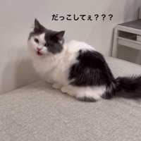 「抱っこして」