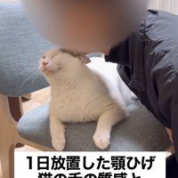伏せをする猫の頭にアゴを乗せる飼い主