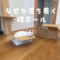 箱に入る猫