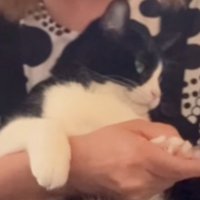 飼い主の膝の上で爪切りをされる猫