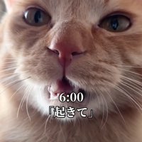 起こしに来る猫