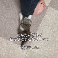 遊ぶ子猫