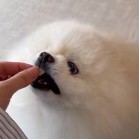 おやつを食べる犬