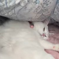 布団でまどろむ猫