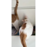 引き出しにいる猫たち