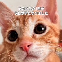 茶トラ猫の顔