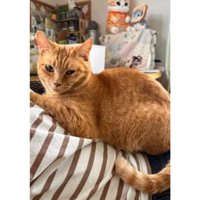 室内にいる猫