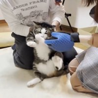 爪を切られて抵抗する猫