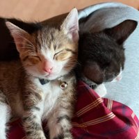 眠る赤ちゃん猫