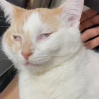 飼い主の膝の上で白目をむいて眠る猫