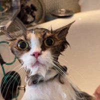 シャンプーをしている猫